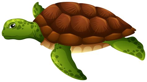 Clipart Sea Turtle Vector Pictures On Cliparts Pub 2020 Riset