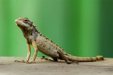 Los Animales Terrestres Reptil · Foto Gratis En Pixabay