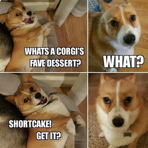 22 Funny Corgis That Are Here To Put A Smile On Our Face Page 2 Of 2