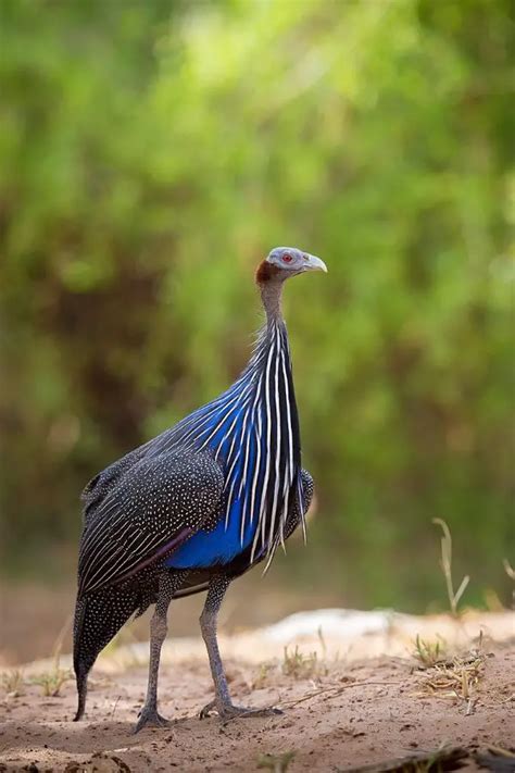 Vulturine Guineafowl The Largest Guineafowl In The World Chickenmag