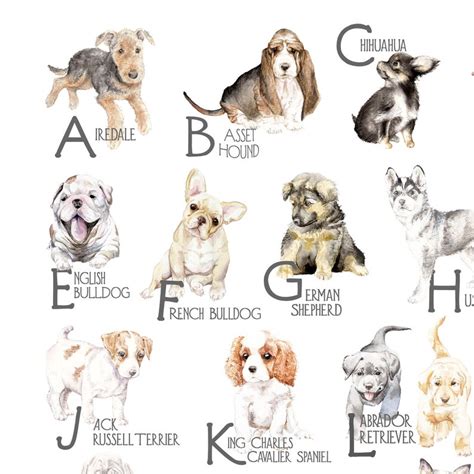 Abc Animal Alphabet Posters 18 X 24 Choose From Six Etsy