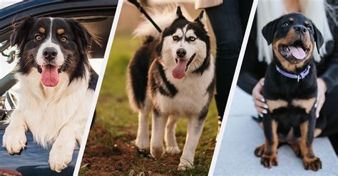 The 23 Most Loyal Dog Breeds Purewow