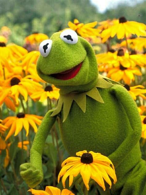 371 Best Kermit The Frog Images On Pinterest Jim Henson