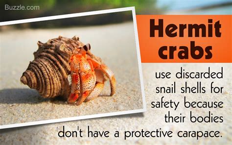 Incredibly Mind Blowing Facts About Hermit Crabs