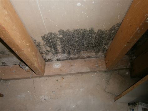 If you do end up in the unfortunate situation of having to deal with a mold removal in a basement here are some general steps that should be taken in order to remove the problem. Vancouver Mold Removal & Remediation | Canada's ...