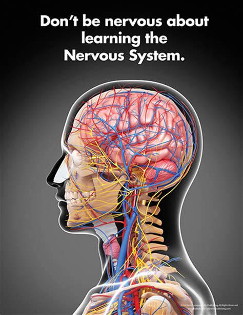 Dont Be Nervous About Learning The Nervous System