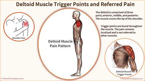 Deltoid Muscle Shoulder Pain And Weakness The Wellness Digest