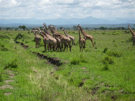 Free Images Wilderness Adventure Wildlife Africa Mammal National