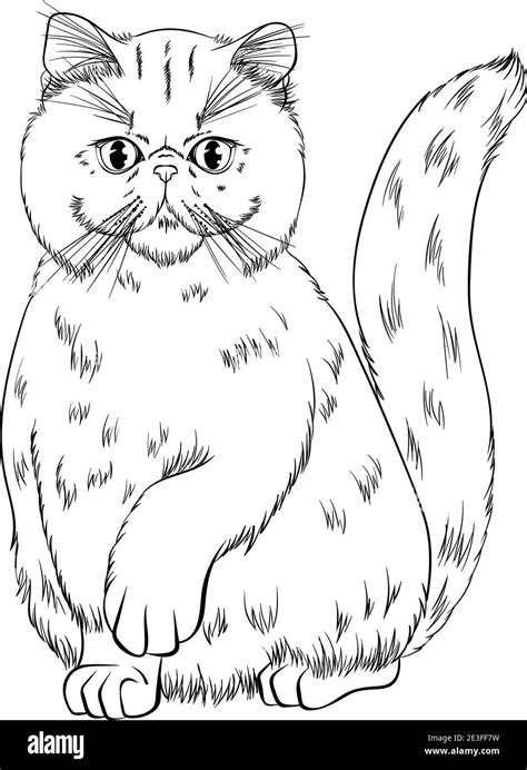 Sitting Cat Breed Exotic Shorthair Looking Forward With A Raised Paw