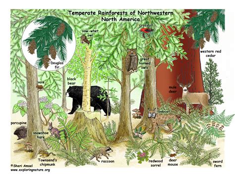 The temperature is generally around 80 degrees. Gallery Rainforest Ecosystem Animals And Plants