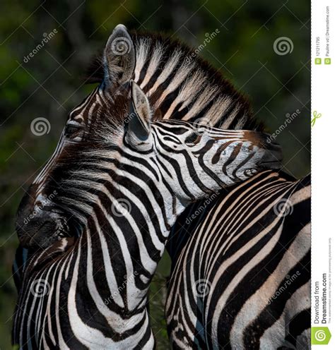 Zebra Mother And Baby Love Stock Image Image Of Emotion 121211795