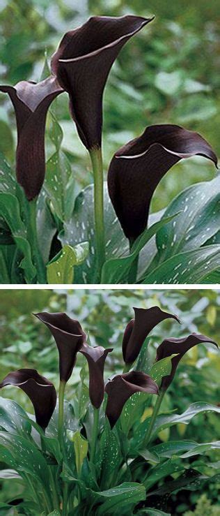 Deliver flowers today, gift baskets, plants, roses, bouquets. Black Calla Lilies ︎ | Calla lily flowers, Planting ...