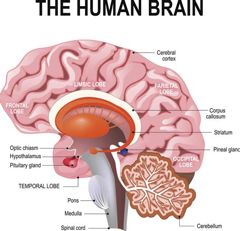 Las Partes Del Cerebro Humano Y Tecnolog As Para Visualizarlas Viu