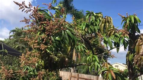Pruning Mango Tree South Florida Update 2 Youtube