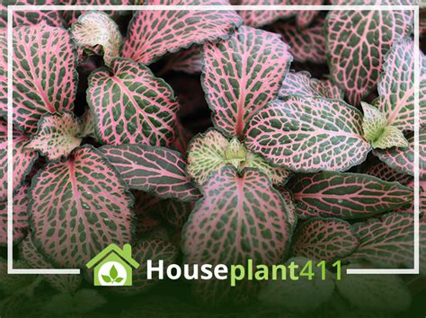 Nerve Plant How To Grow Care Fittonia