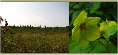 Check spelling or type a new query. Black Lake Bog SNA, an Interstate Natural Area: A focus on ...
