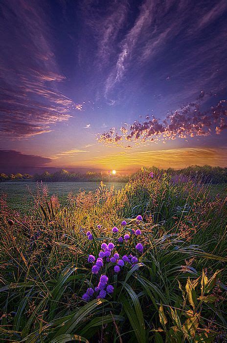 Purple Wildflowers And Sunset Pics Beautiful Landscapes Pretty