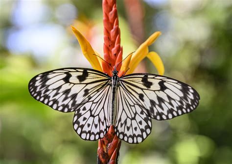 Paper Kite Butterfly Idea Leuconoe