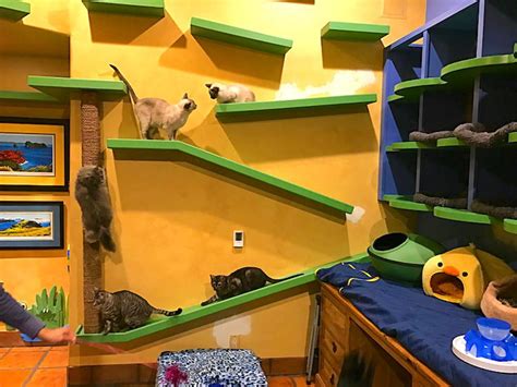 How To Create An Amazing Indoor Cat Play Area Petful