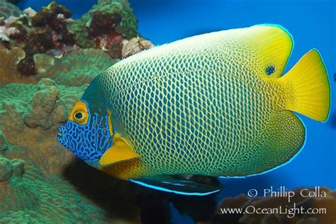 Blueface Angelfish Photo Stock Photograph Of A Blueface Angelfish