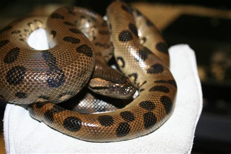Neonate Green Anaconda Baby Male Eunectes Murinus 437g Flickr