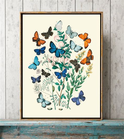 Butterfly Print Wall Art Ebm3 Beautiful Antique Blue Orange Etsy In