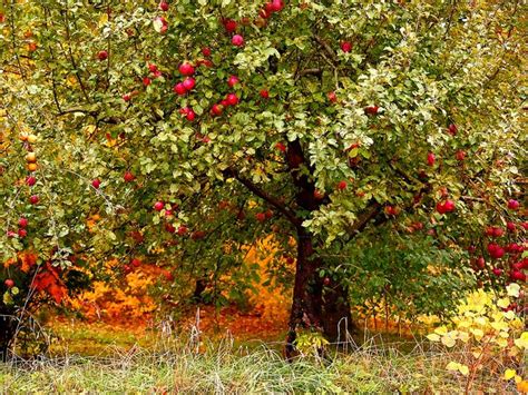 Pretty Autumn Apple Orchard Fall Apples Trees To Plant Apple Tree