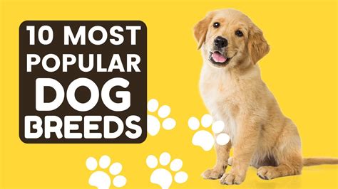 10 Most Popular Dog Breeds In The World Youtube