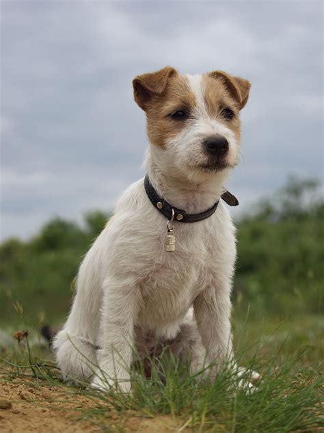 What Does A Jack Russell Terrier Look Like