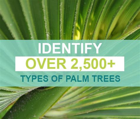 Palm Tree Types Florida Palm Trees Identify Flower Beds Palms