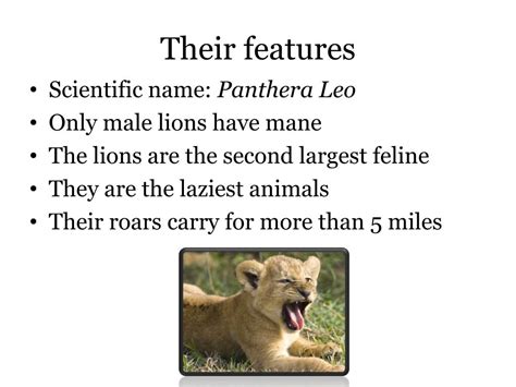 Ppt The Lion Powerpoint Presentation Free Download Id2371125