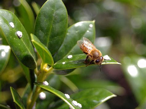 Honey Bee Honey Dew Dfw Urban Wildlife