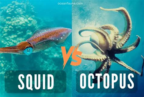 Squid Vs Octopus What Are The Key Differences Ocean Fauna