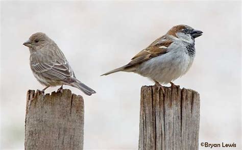 House Sparrows Backyard Birds Wildlife Phoenix Arizona