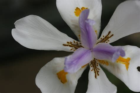 Dietes Grandiflora Woottens Plants Iridaceae Iris Growers