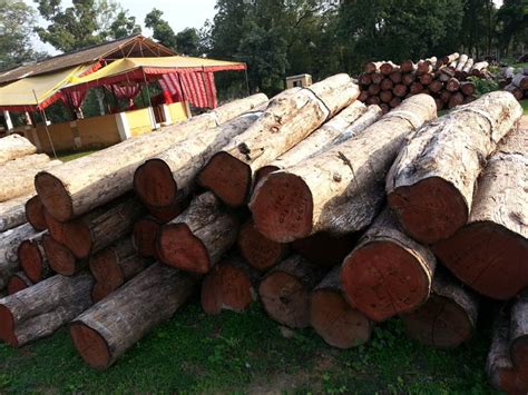 Teak Wood Log At Best Price In Bhopal Rehman Doors And Timber