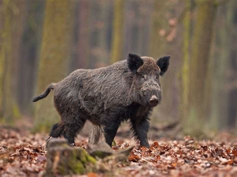 Eight Wild Boars Die In Car Accident In Beja The Portugal News