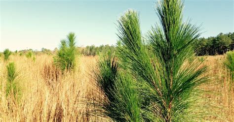 Program Works To Restore Longleaf Pines In Alabama