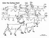 Caribou sketch template