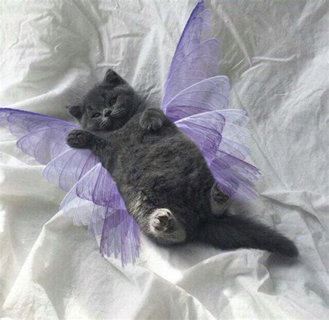 Fairy Cat In 2021 Cute Baby Cats Baby Cats Cute Little Animals