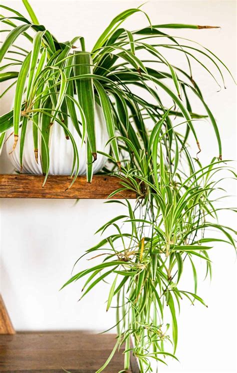 How To Propagate Spider Plant 🌿 🕷 A Simple Guide To Multiplying Your Favorite Houseplant