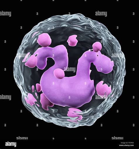 Basophil Hi Res Stock Photography And Images Alamy