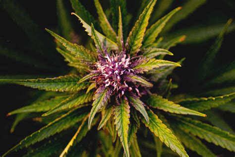 Strain Spotlight - Forbidden Fruit — Leafwerx