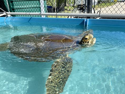 How Your Visit Can Help Rescue Turtles In Florida Go Eat Give