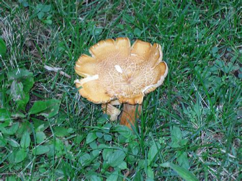 Ne Ohio Identification Possible Gymnopilus Sp Mushroom