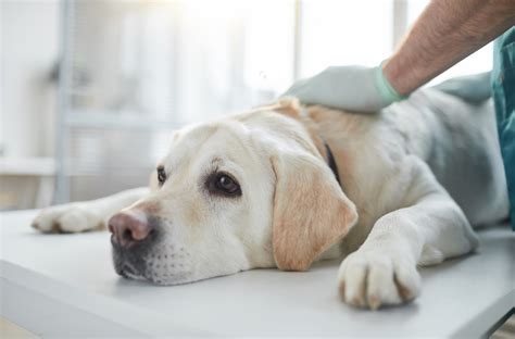 10 Signs Of Infection After Neutering Dog Petsmartgo