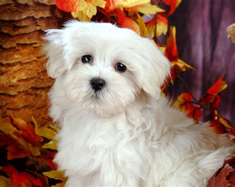 He likes to be treated as a special family member, though learns early to respect the rules. Cute Dogs: Maltese Dogs