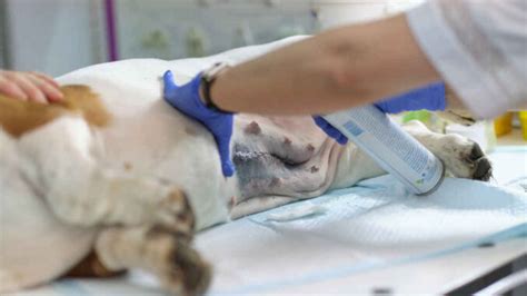 How To Help Dogs Wounds Heal Faster