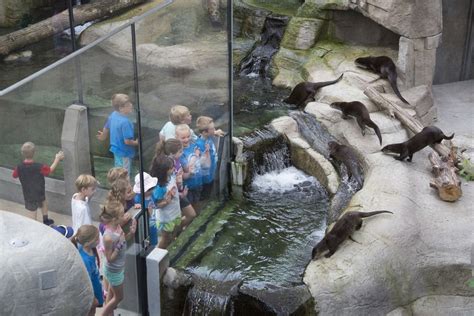 10best Readers Choice Winners Best Aquarium Tennessee Aquarium Zoo