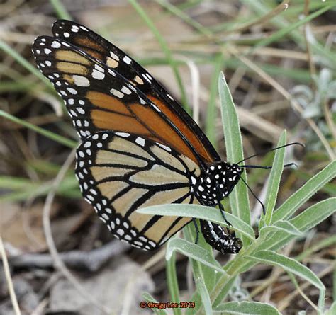Monarch Laying Eggs Unusual Datelocation Danaus Plexippus